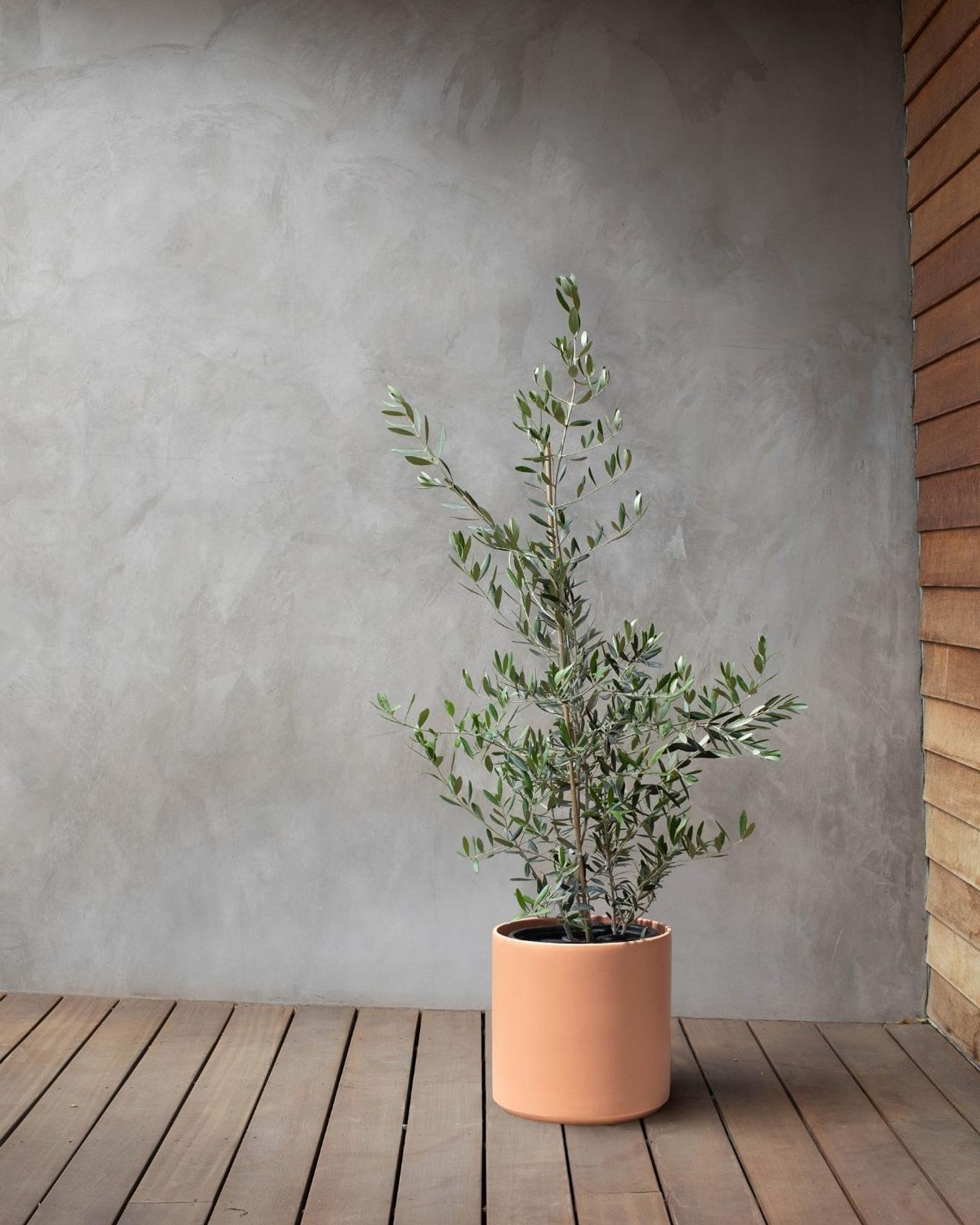 A gorgeous Olive Bush decorating a minimalist deck