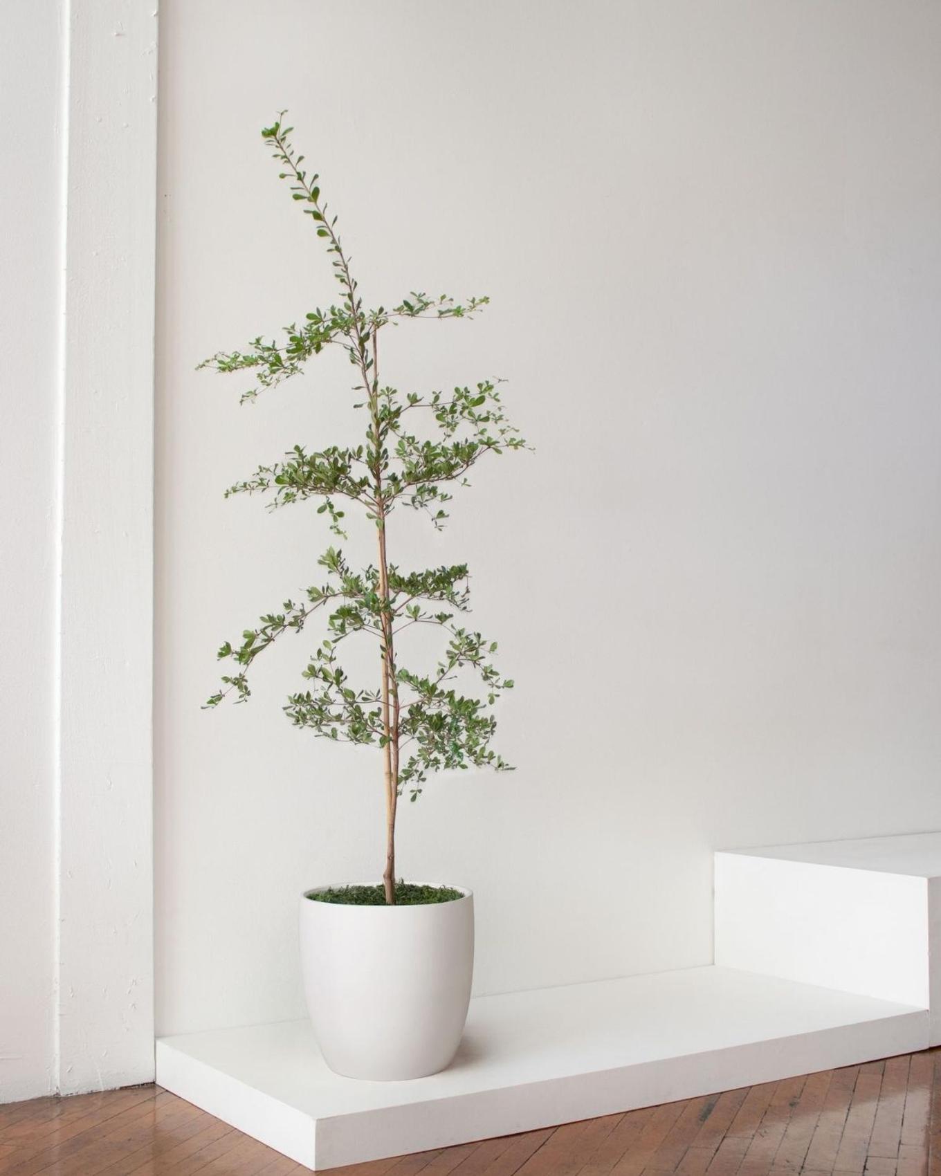 A product photo of a Black Olive Tree