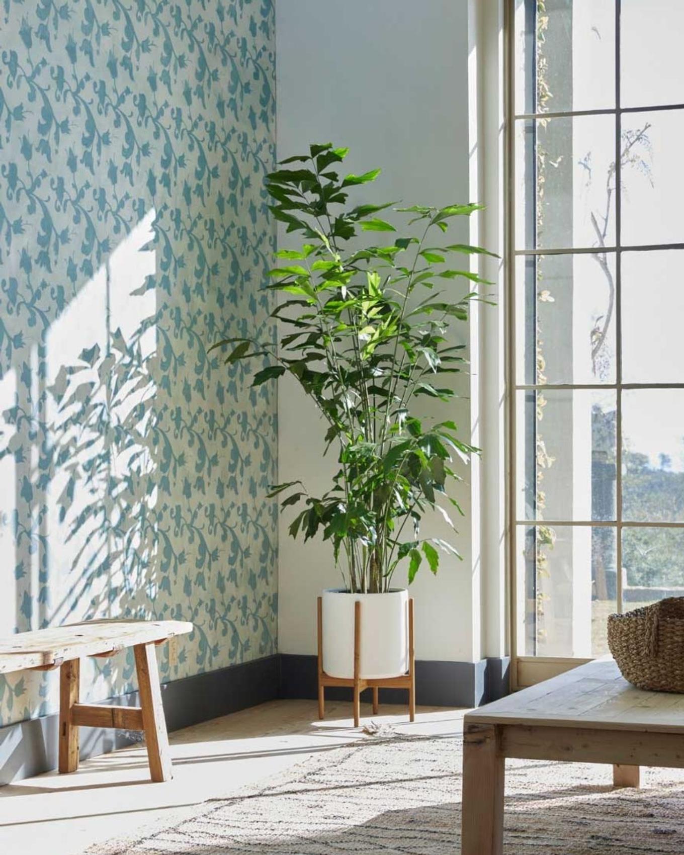 A voluminous and bright space decorated with a beautiful Fishtail Palm