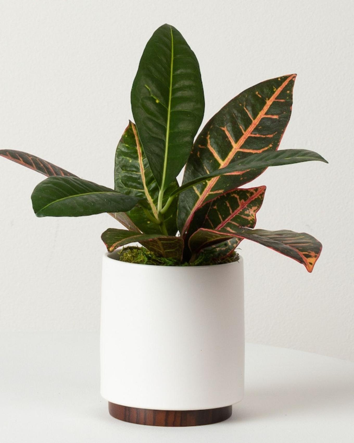 A product photo of a Croton Petra