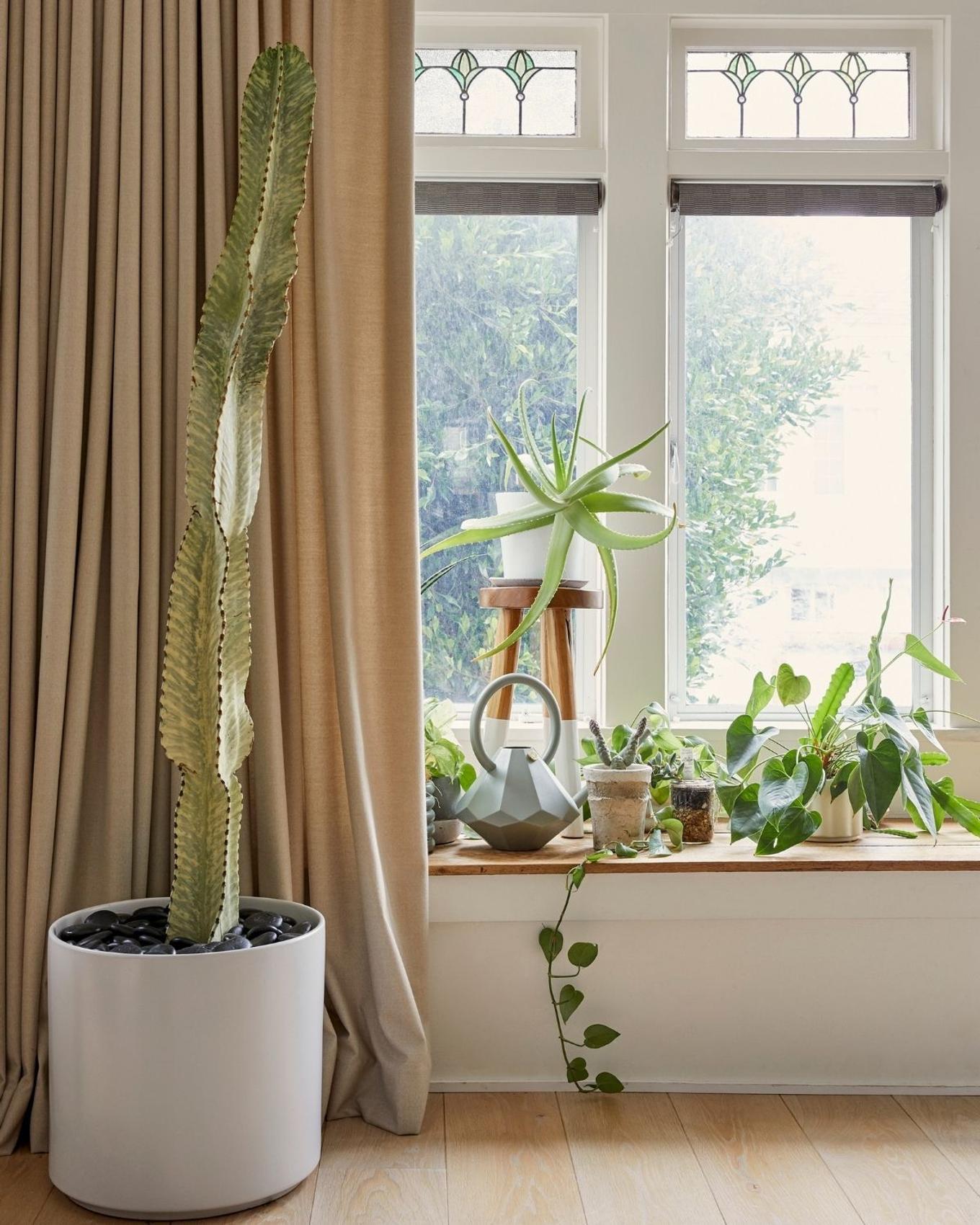 An XL Desert Cactus adorning a living room corner