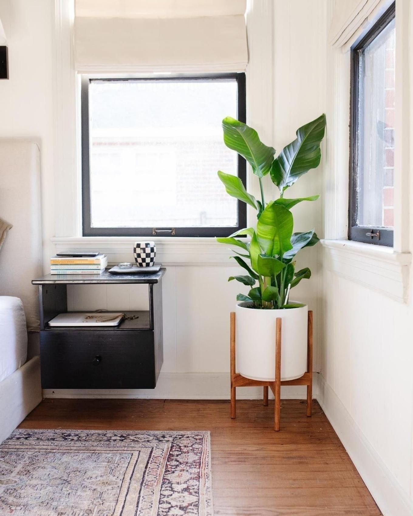 Bird of Paradise bringing a bedroom corner to life