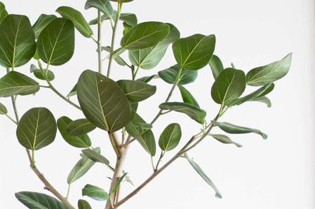 The Absolute Best Plants For Wedding Gifts