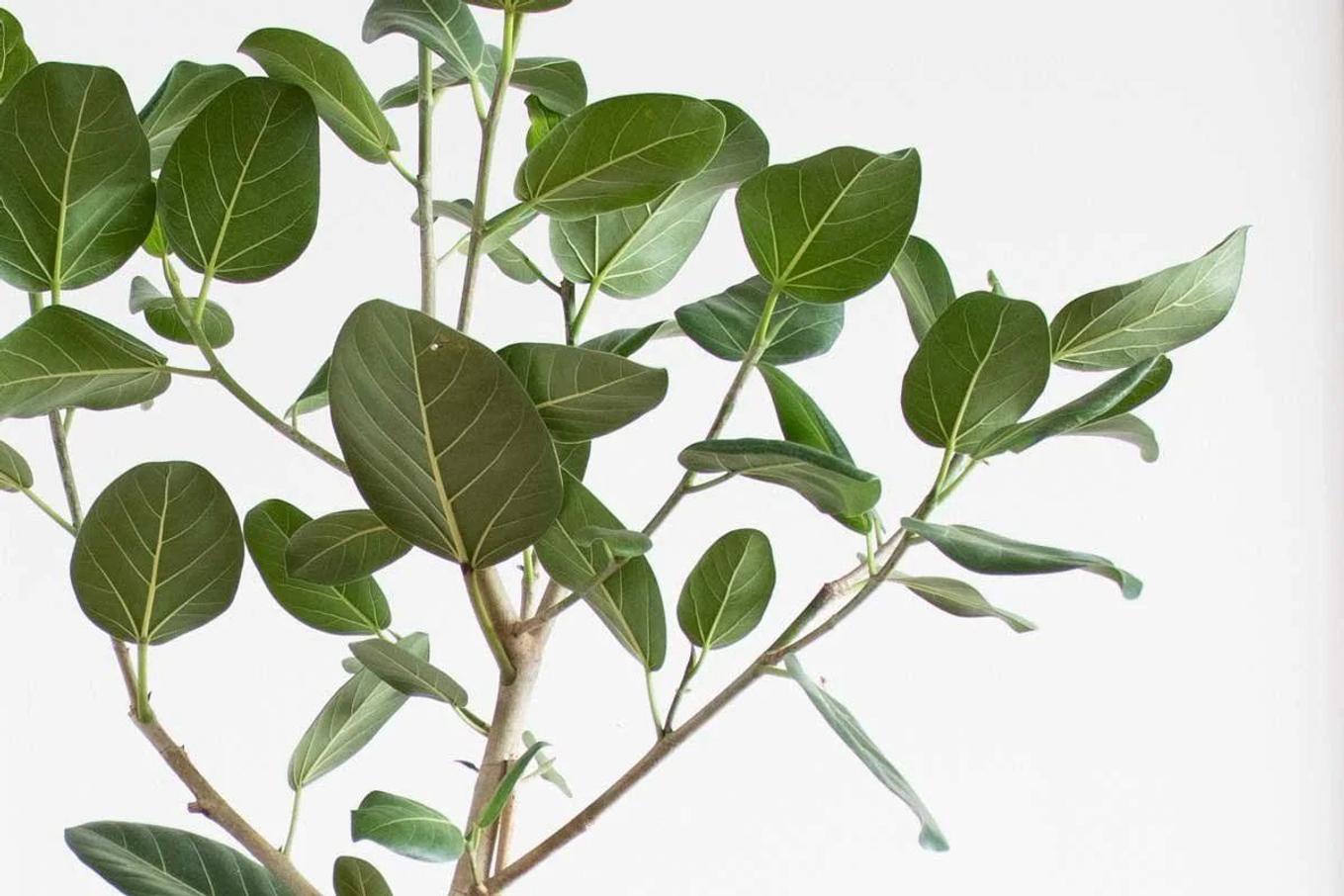 A Ficus Audrey as a plant wedding gift from Leon & George