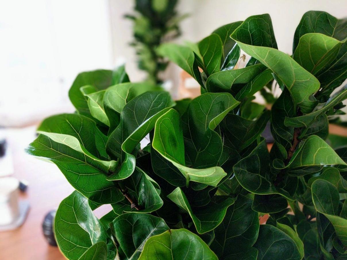 Best soil for a Fiddle Leaf Fig