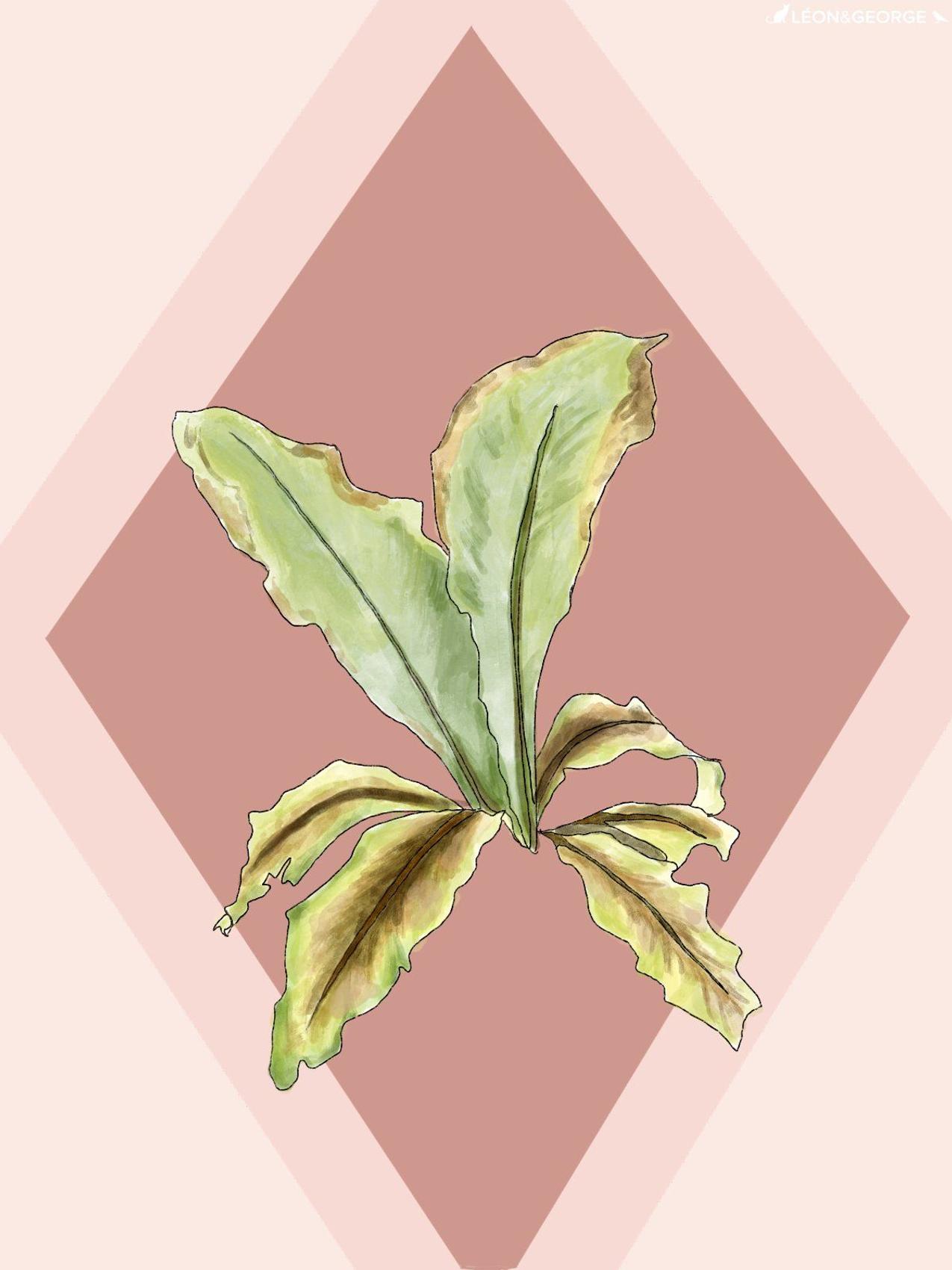 Bird’s Nest Fern with brown leaf tips