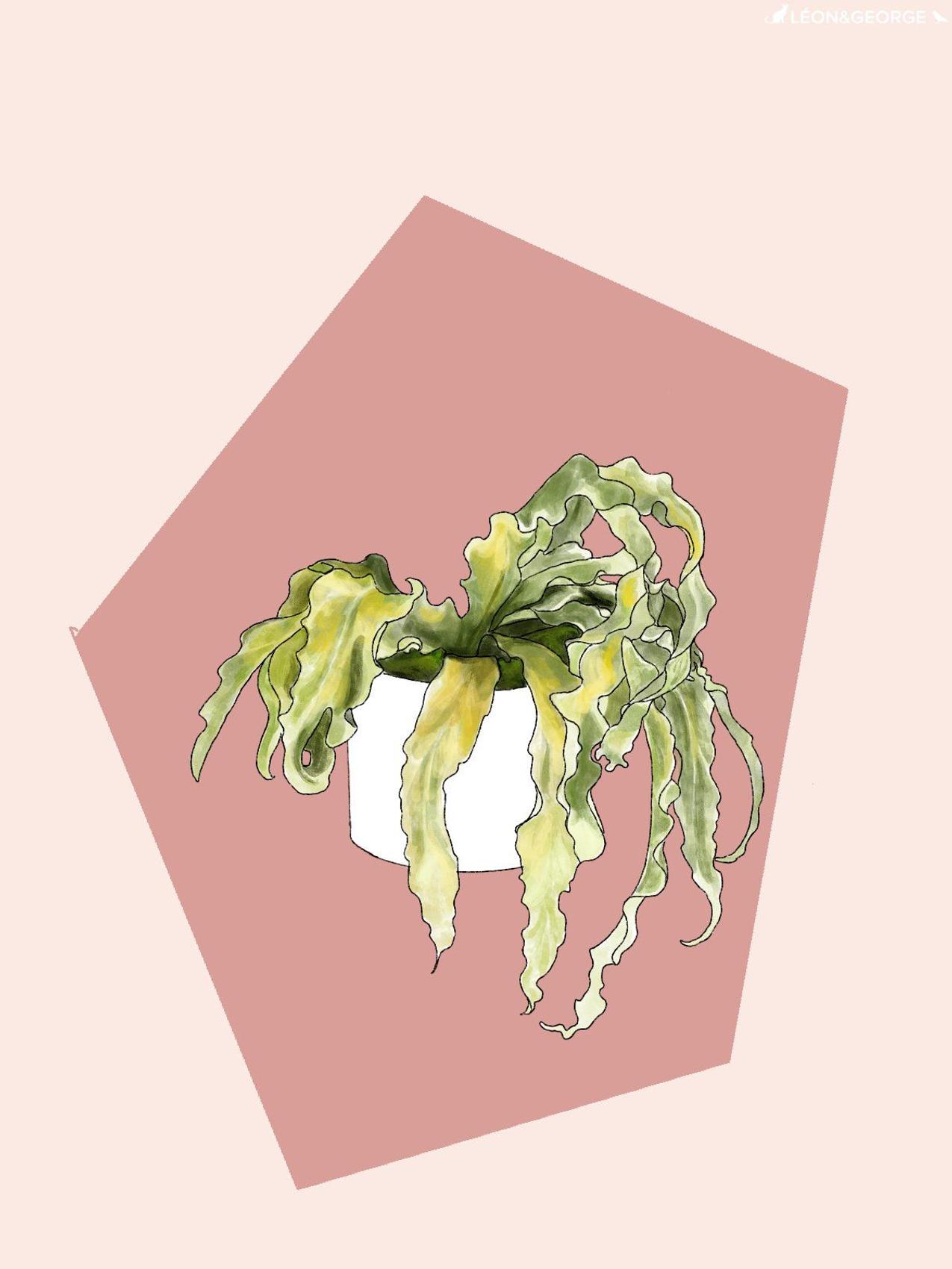 Bird’s Nest Fern with wilting leaves