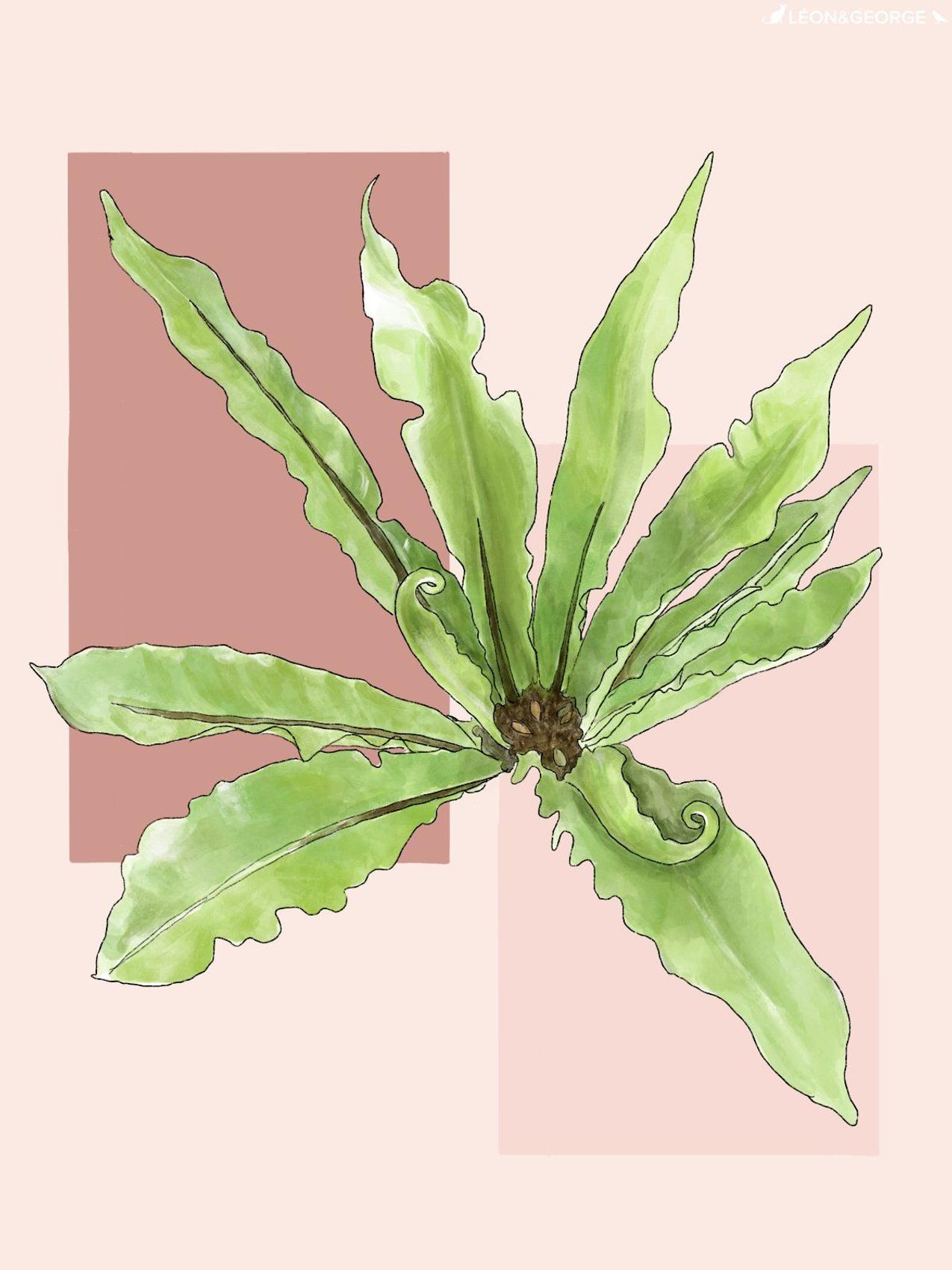 Bird’s Nest Fern with yellow, pale leaves