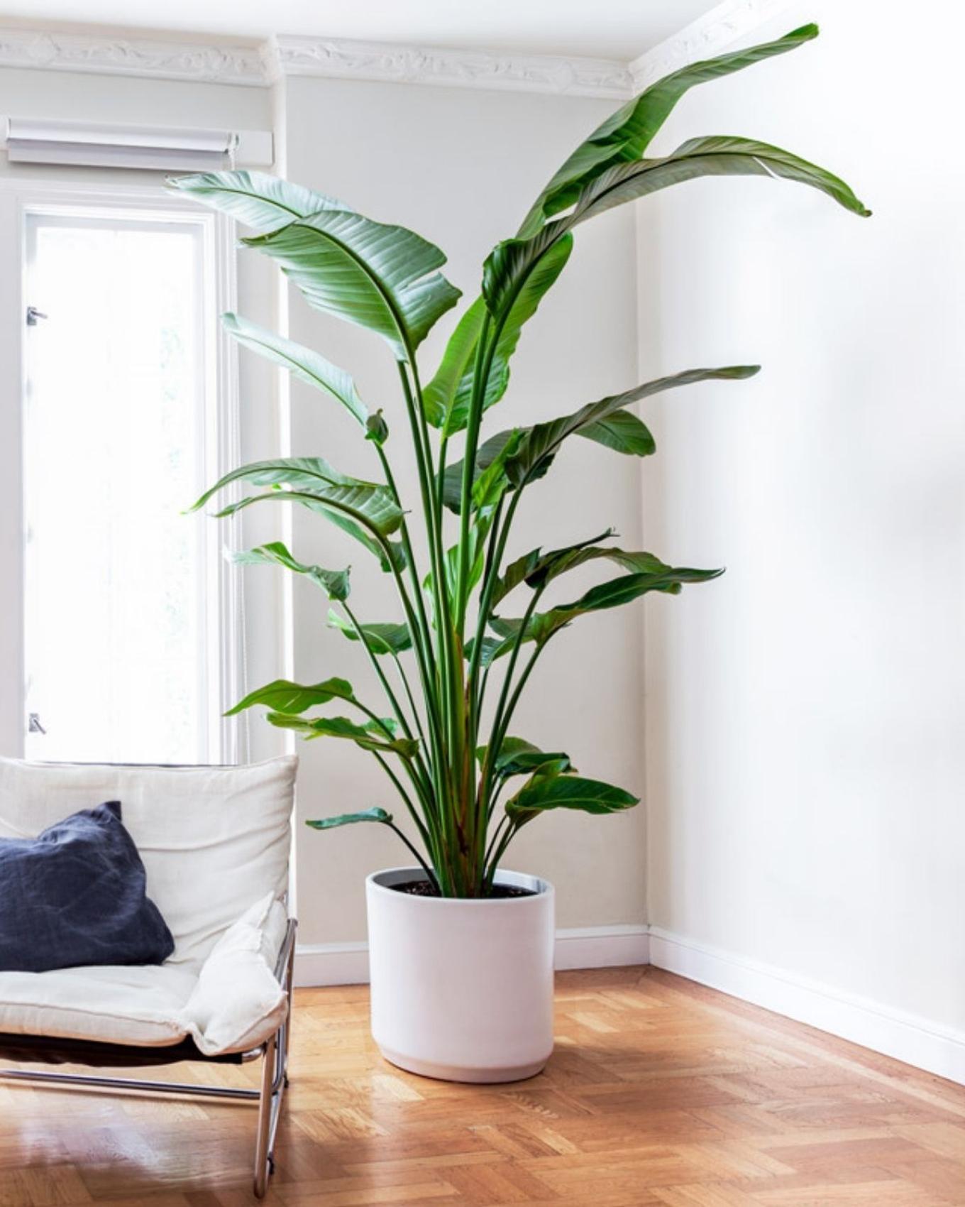 tall office plants