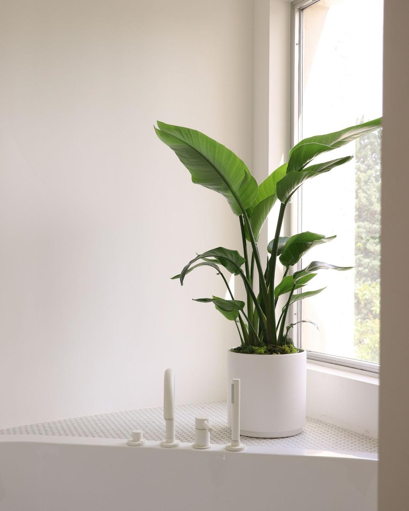 Bright, minimalist bathroom with a Bird of Paradise in the window