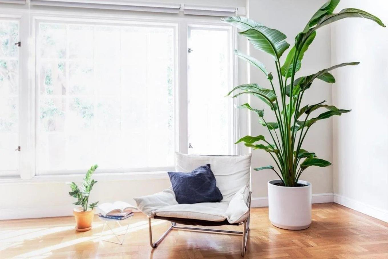 Bird of Paradise plant thriving in bright indirect light