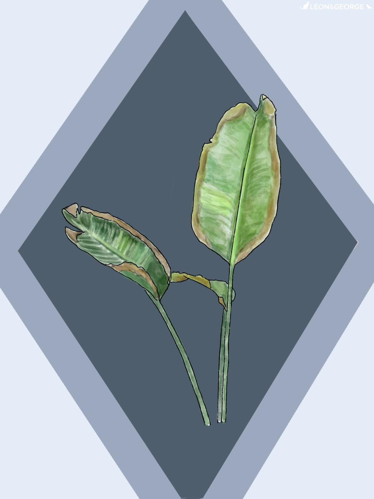 Bird of Paradise with discolored leaves