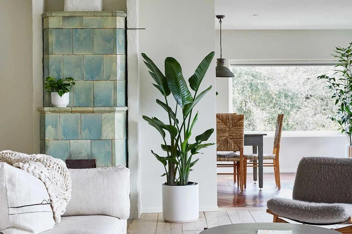 Extra large Bird of Paradise plant from Léon & George
