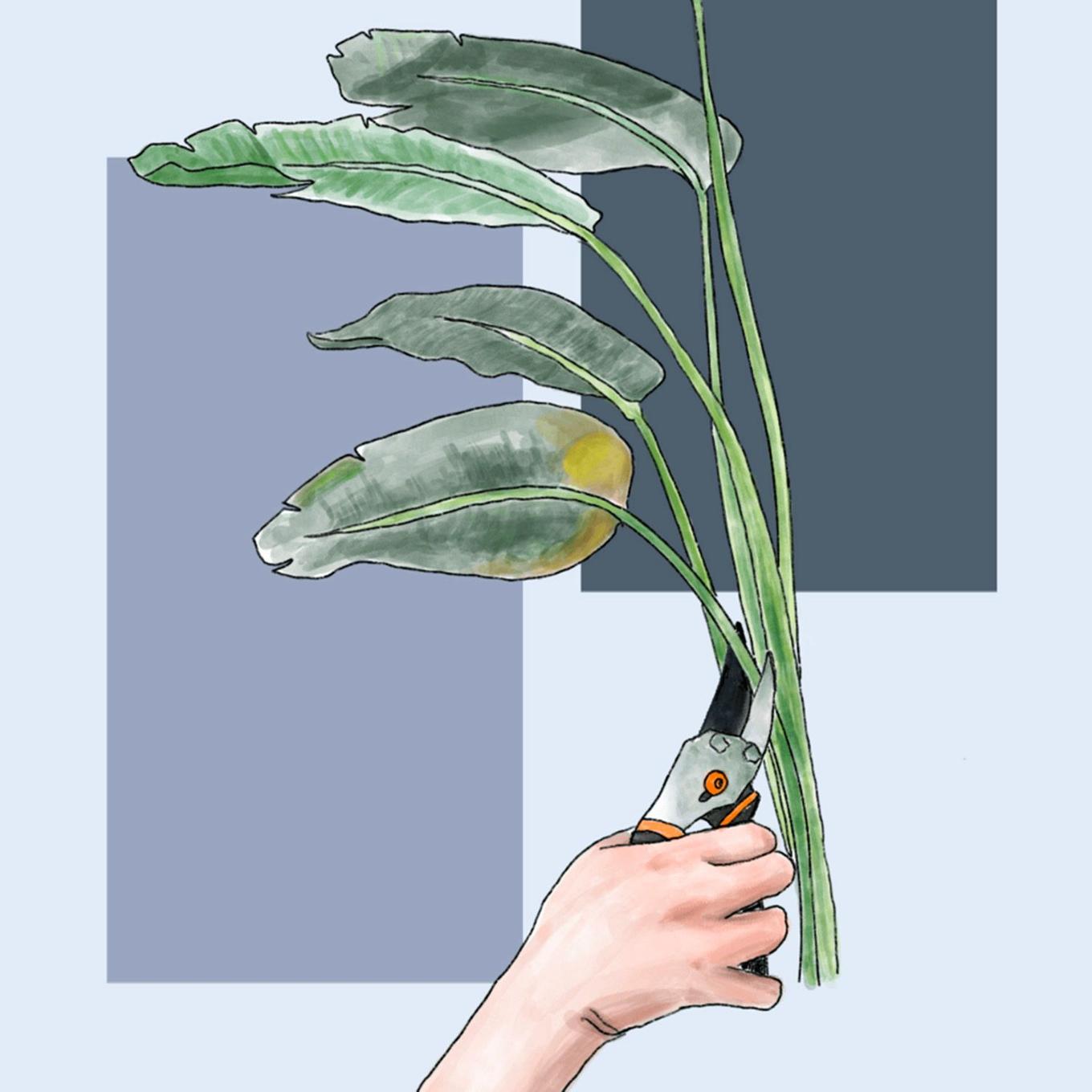 illustration taille d'un oiseau de Paradis