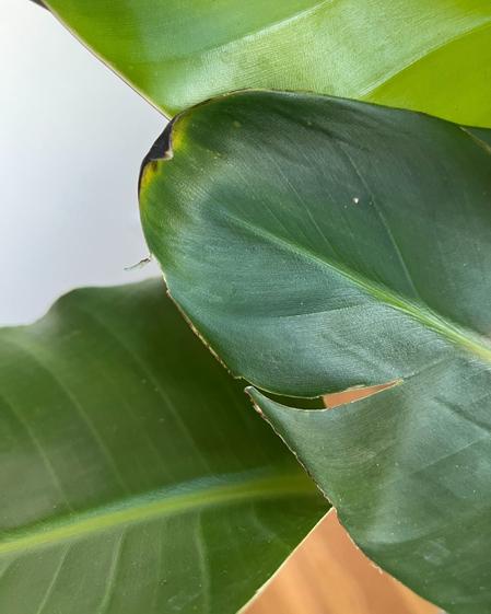 Brown edges could mean underwatering