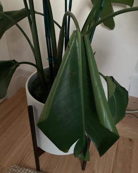 Curling leaves most likely underwatering