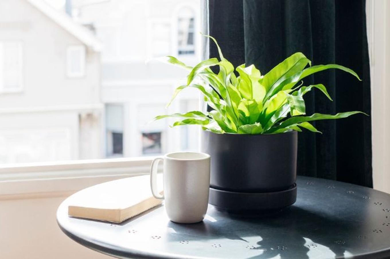 Bird's Nest Fern plant in a black ceramic planter next to a window