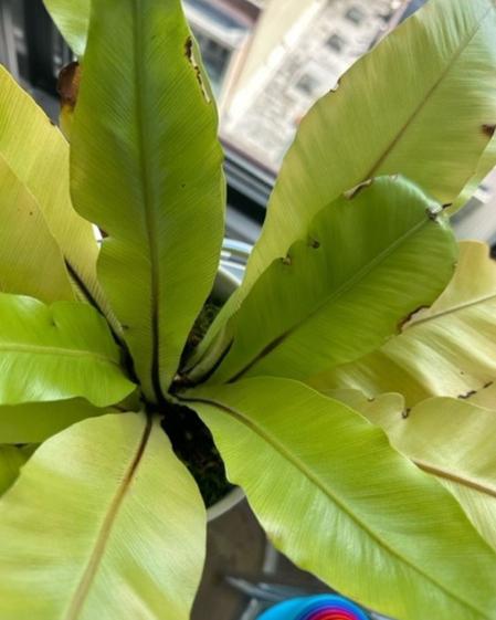 indoor plants picture