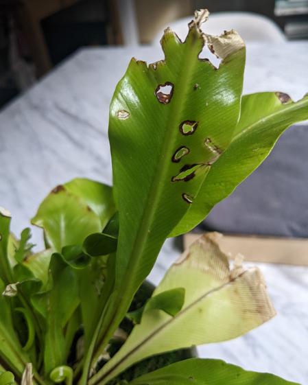 indoor plants picture