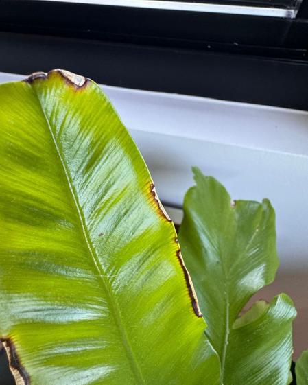 indoor plants picture