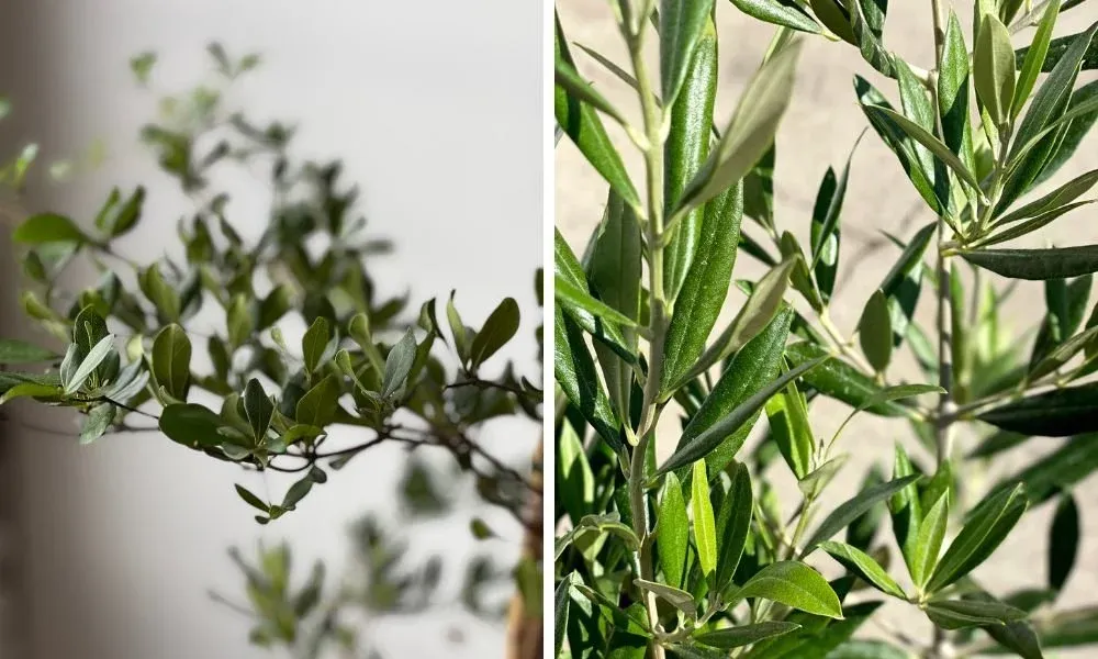 Key Differences Between The Olive Tree & The Black Olive Tree