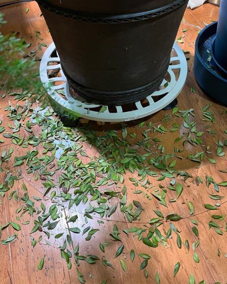 indoor plants picture