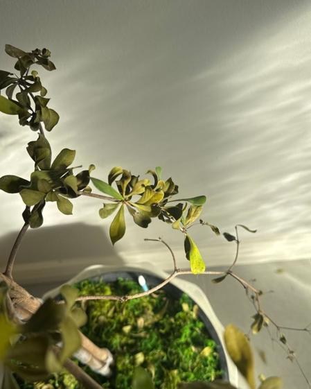 indoor plants picture