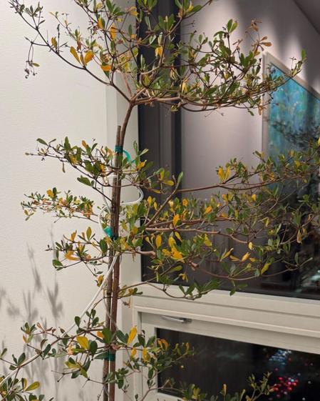 indoor plants picture