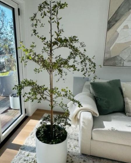 indoor plants picture