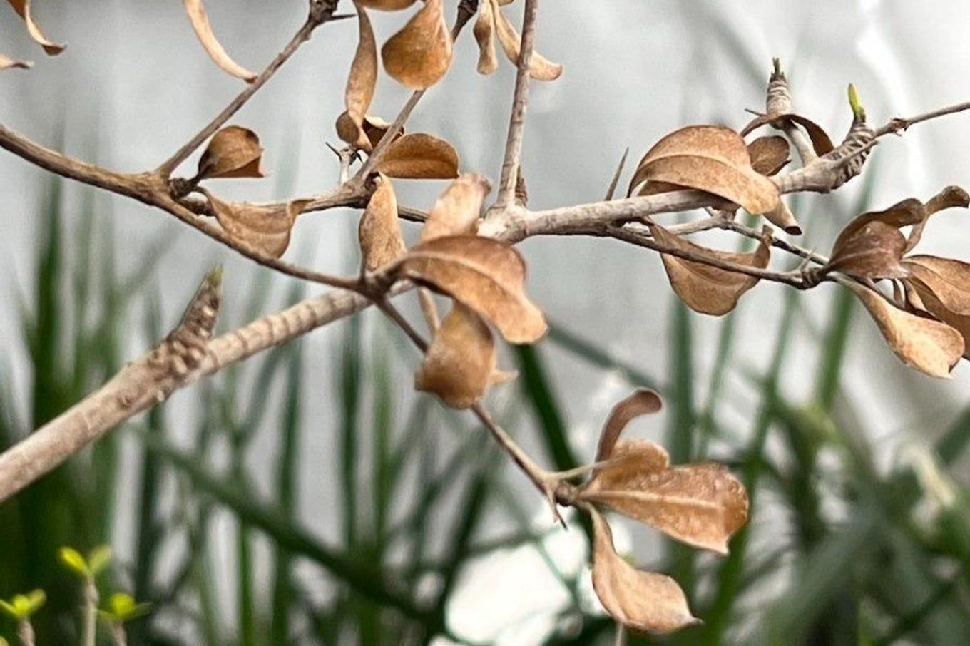 The leaves on a Black Olive Tree drying out