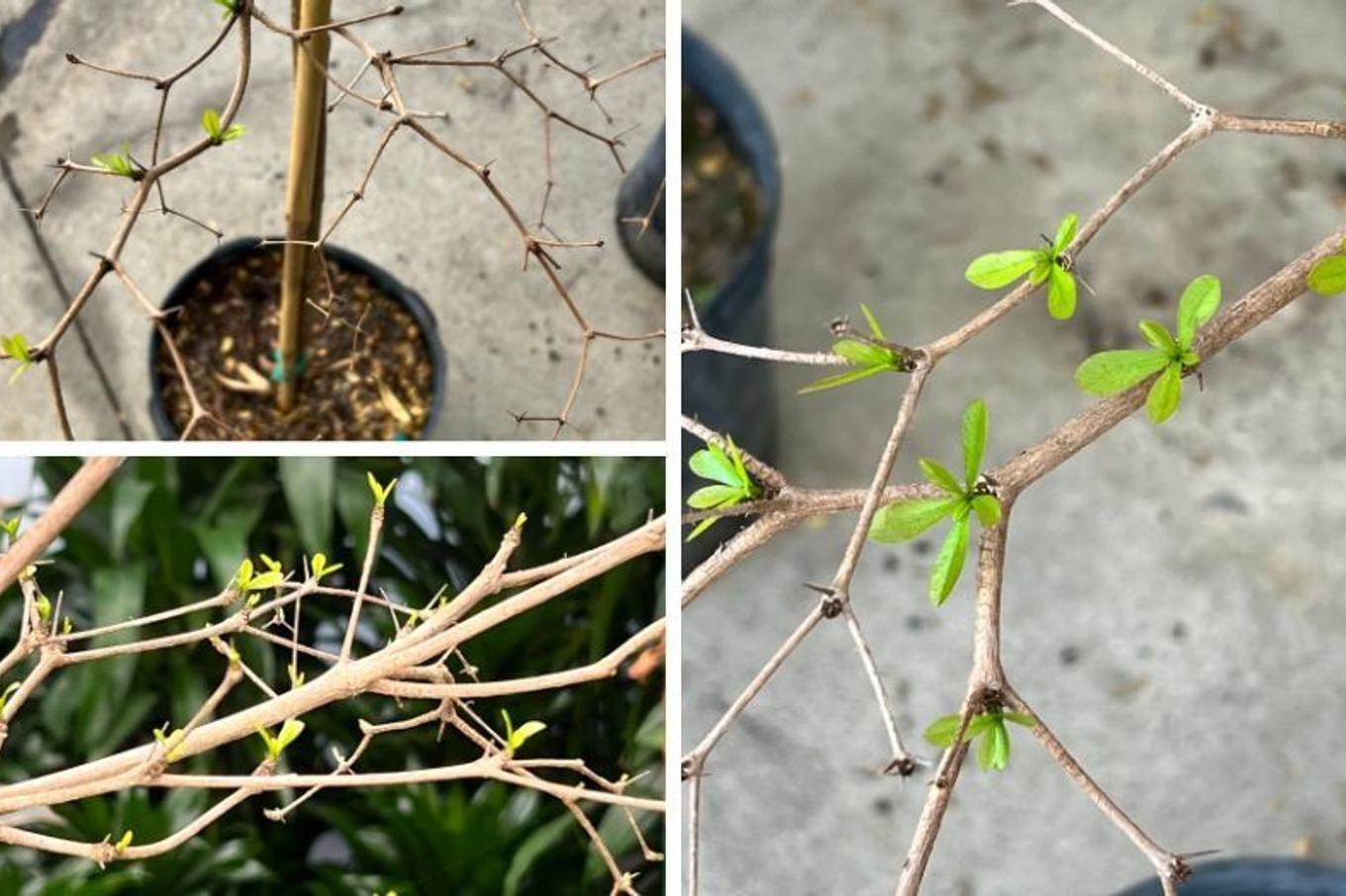 Black Olive Tree with new growth after adjusting to a new home