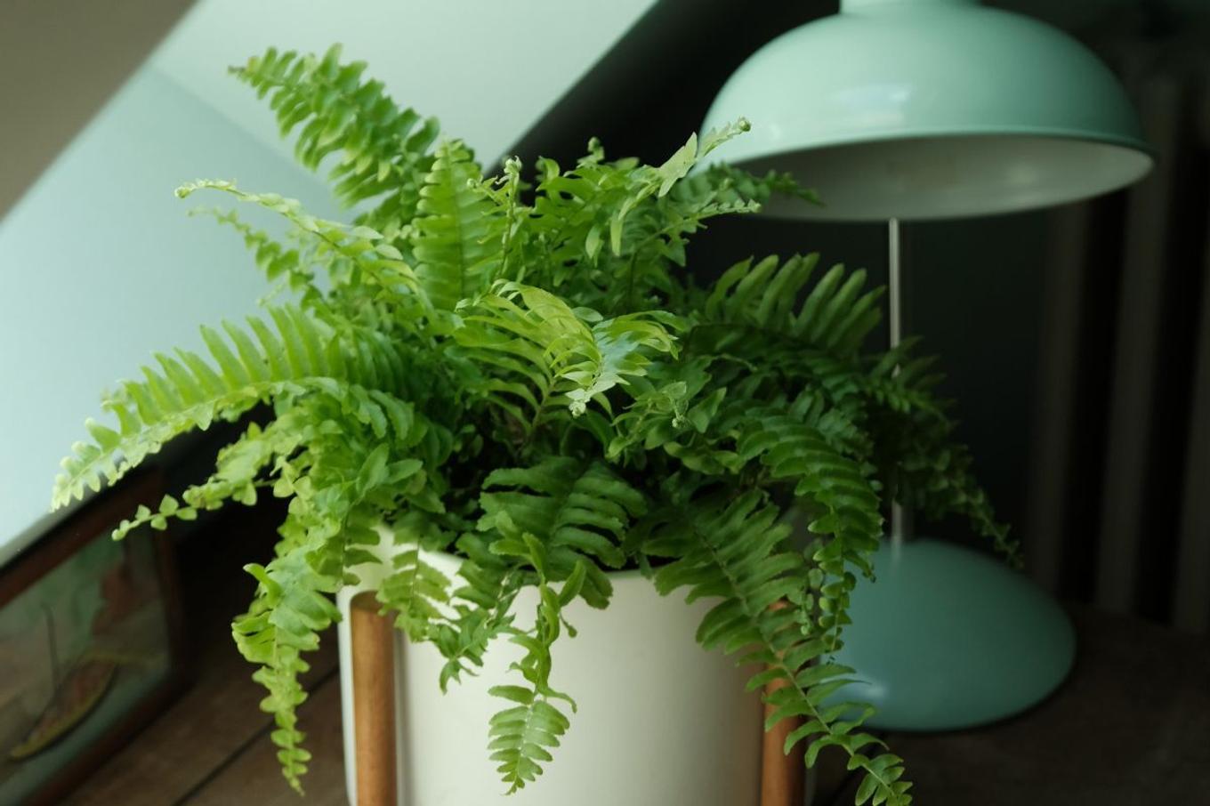 Boston Fern Care Guide