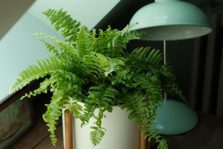 Boston Fern Care Guide