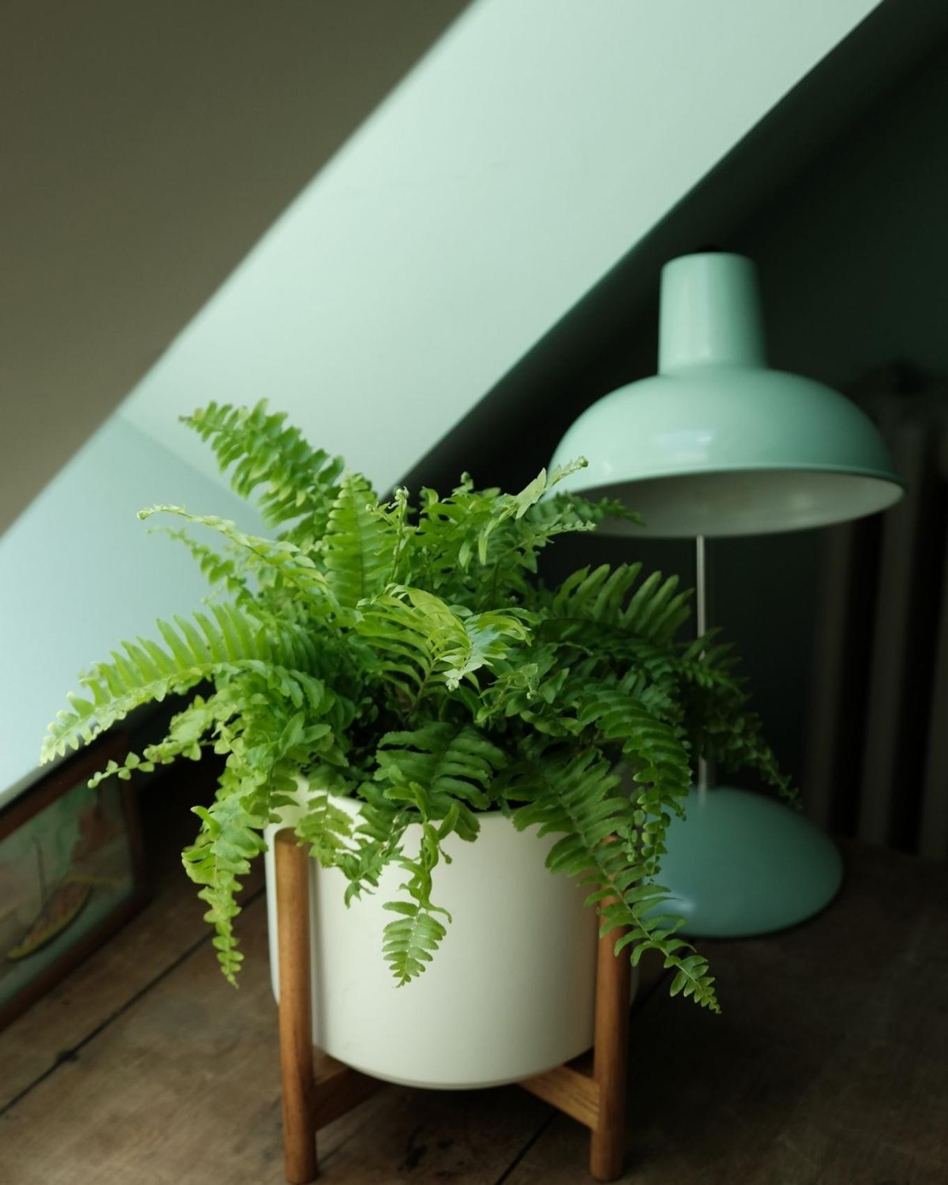 A lush Boston Fern on a desktop