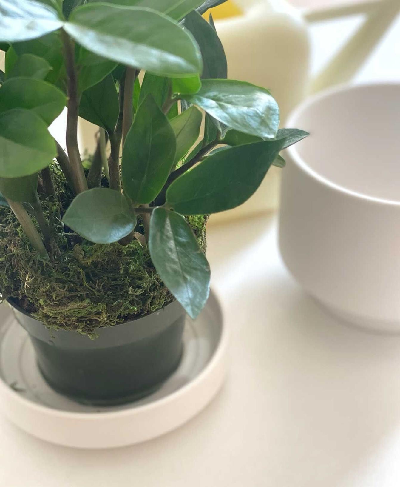 Bottom watering a houseplant in its nursery pot