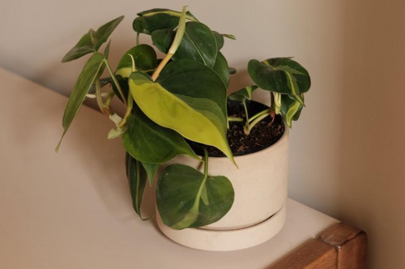 Close-up of the Philodendron Brasil colorful foliage
