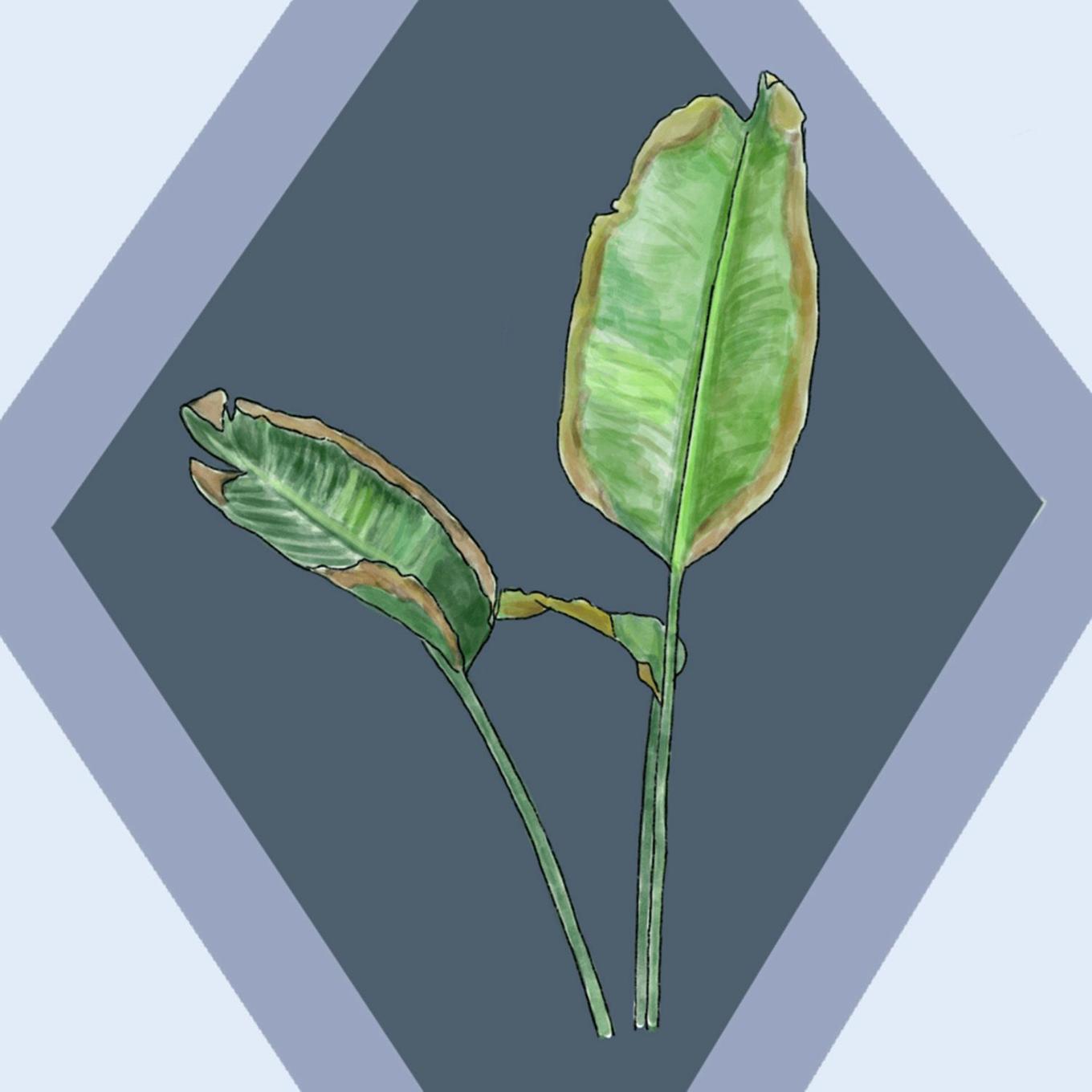 illustration bordures brunes des feuilles d'un Strelitzia Nicolai 