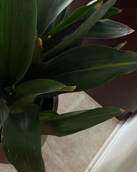 indoor plants picture
