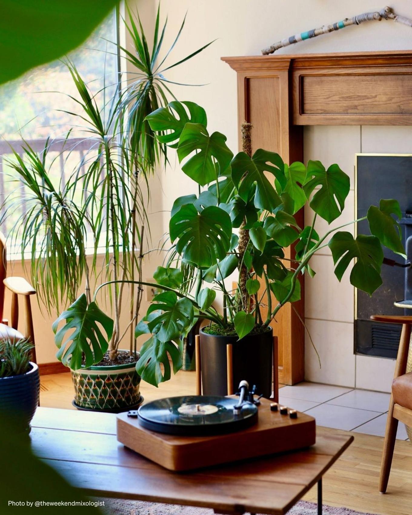 A mid-century living room decorated with a thriving Monstera