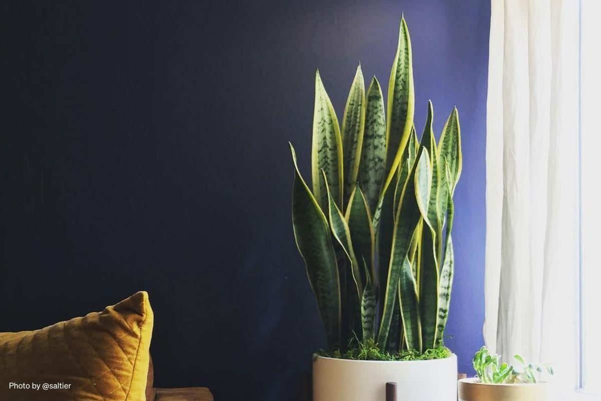 What you need to know before you buy a Snake Plant by Lon & George