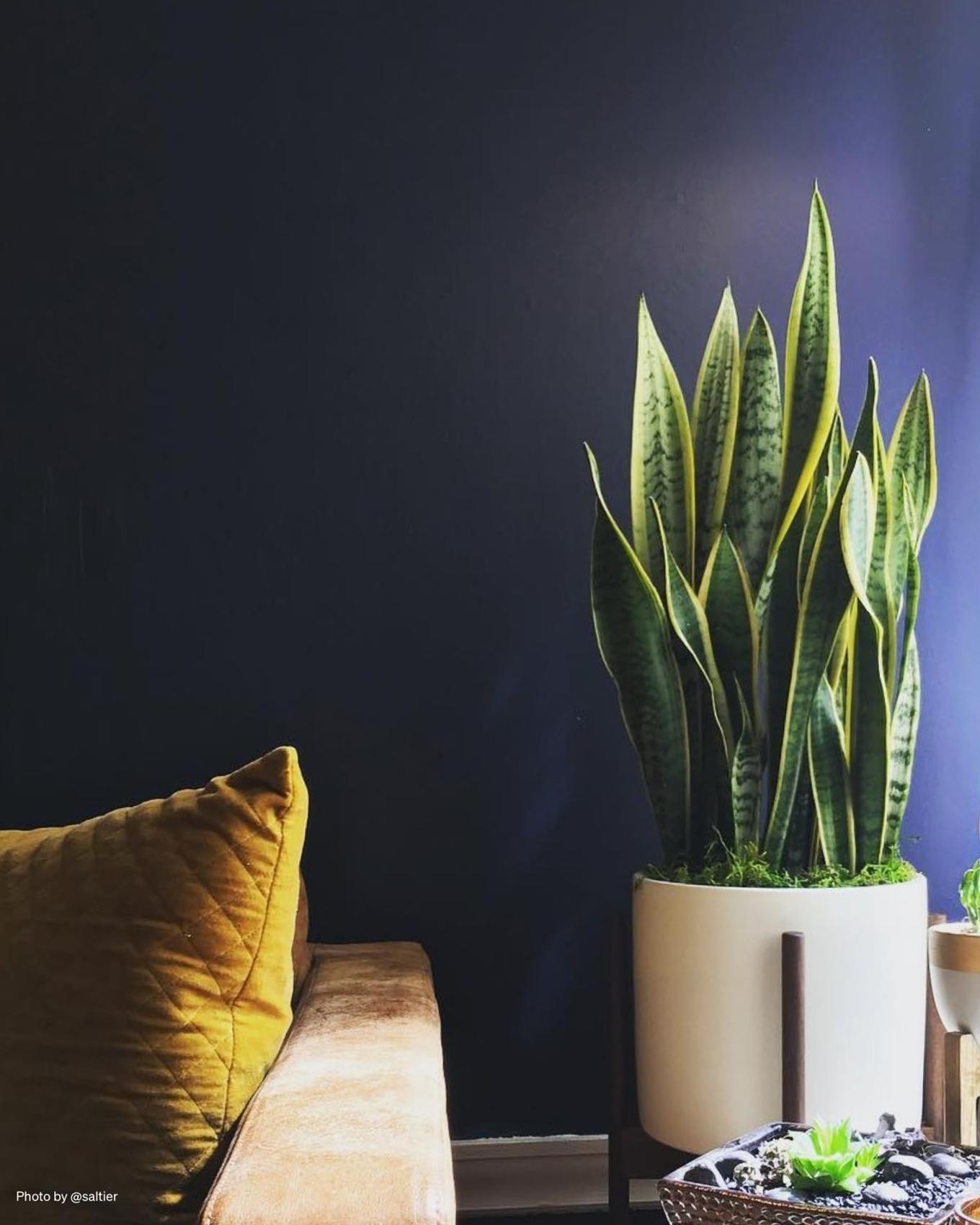 A gorgeously potted Snake Plant against a midnight blue painted wall