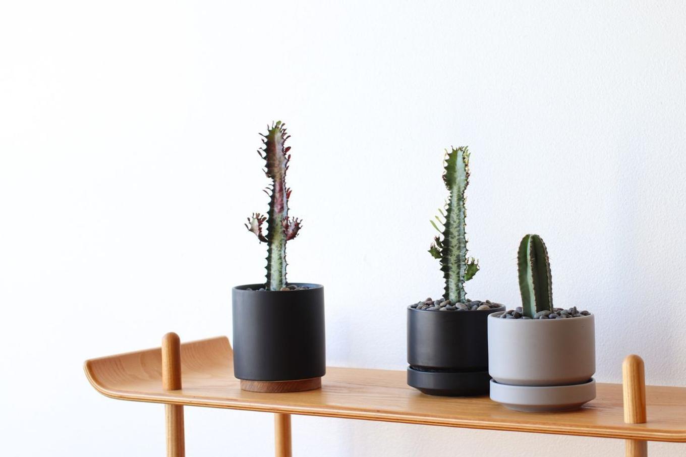 Cactus Care Guide