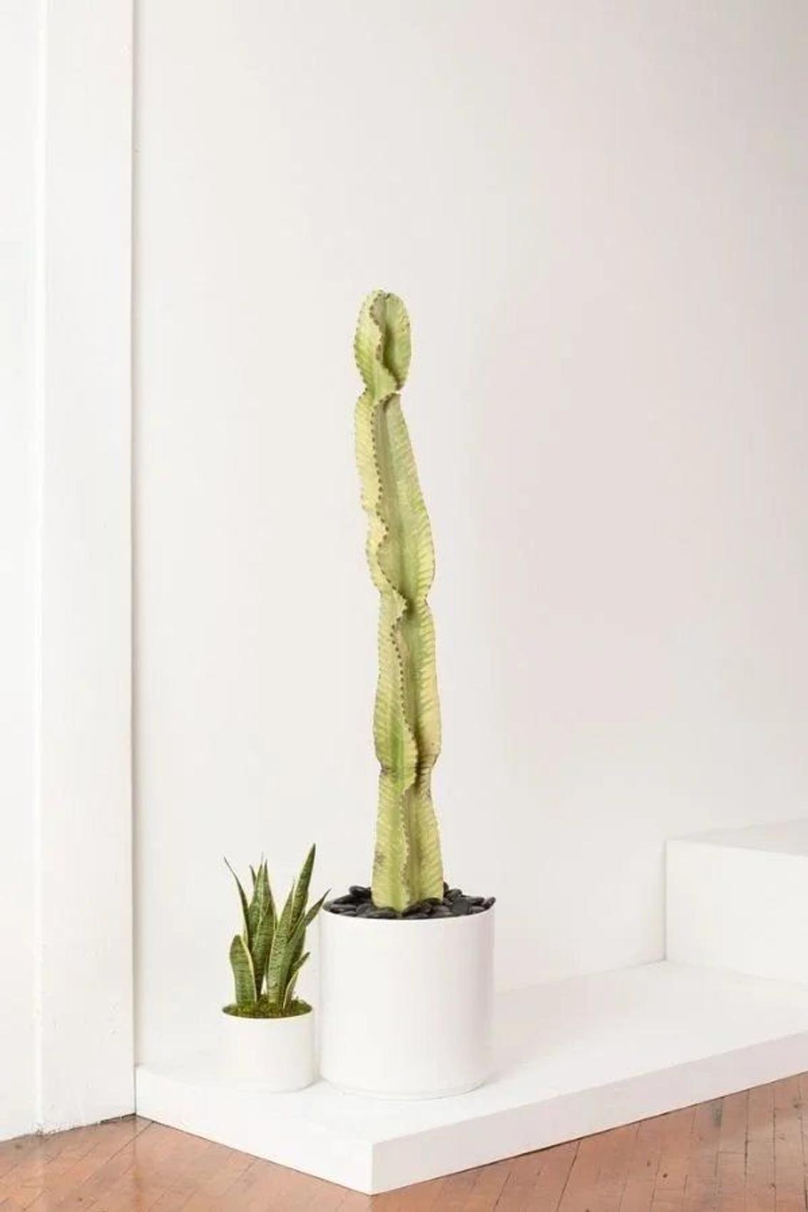 Desert Cactus Euphorbia Ammak in ceramic pot on wood stand