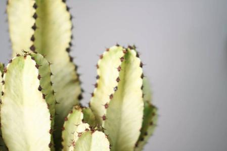 The Best Fertilizer for a Cactus