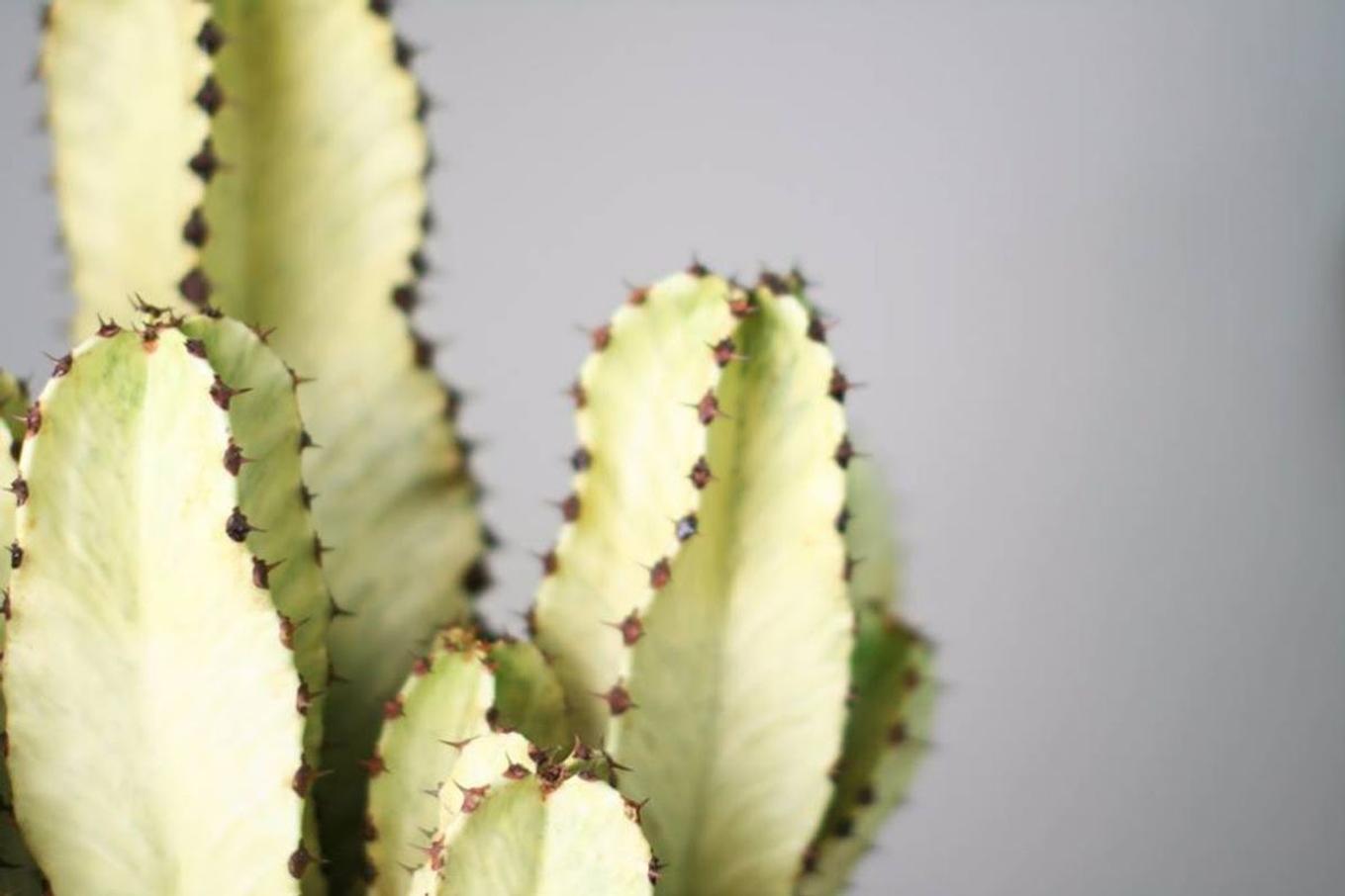 Closeup of new growth on a Desert Cactus