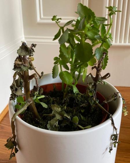 indoor plants picture