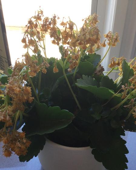 indoor plants picture