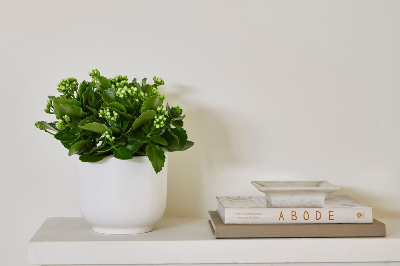A Calandiva on a mantel next to a stack of coffee table books