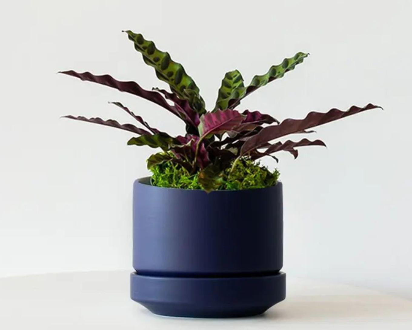 Rattlesnake Calathea in Midnight Scandinavian Pot
