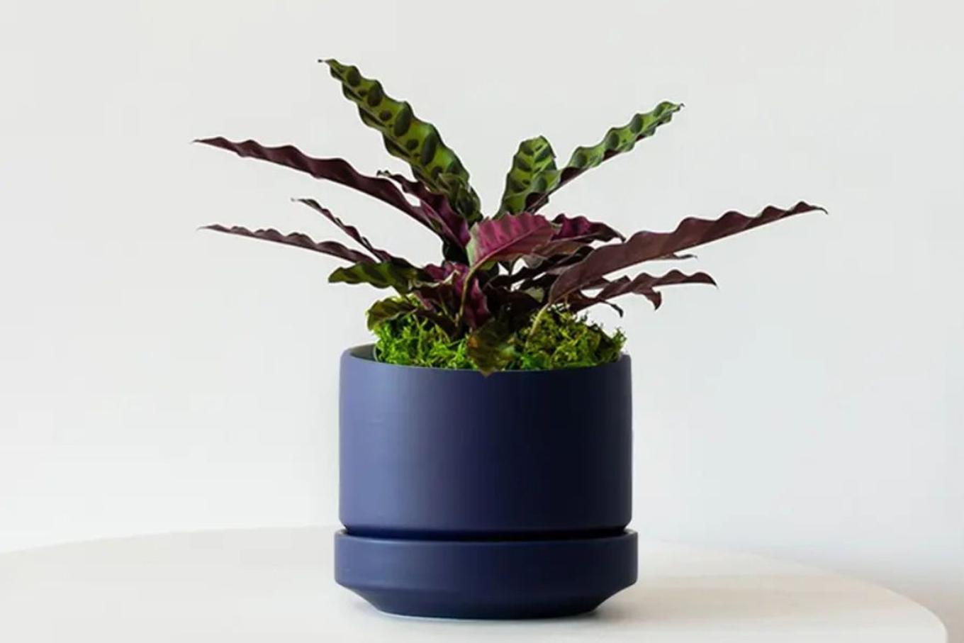 Rattlesnake Calathea in Midnight Scandinavian Pot